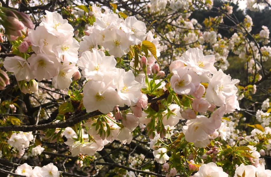 cherry blossom flower