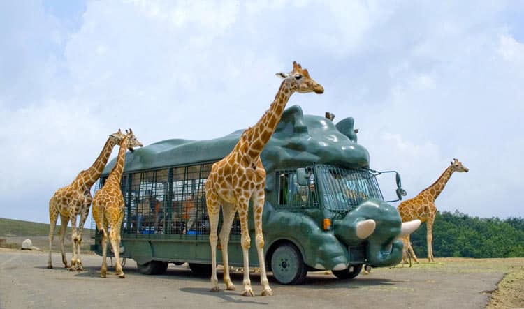Kyushu Natural Zoological Park African Safari