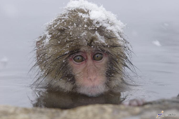 Snow Monkey Park