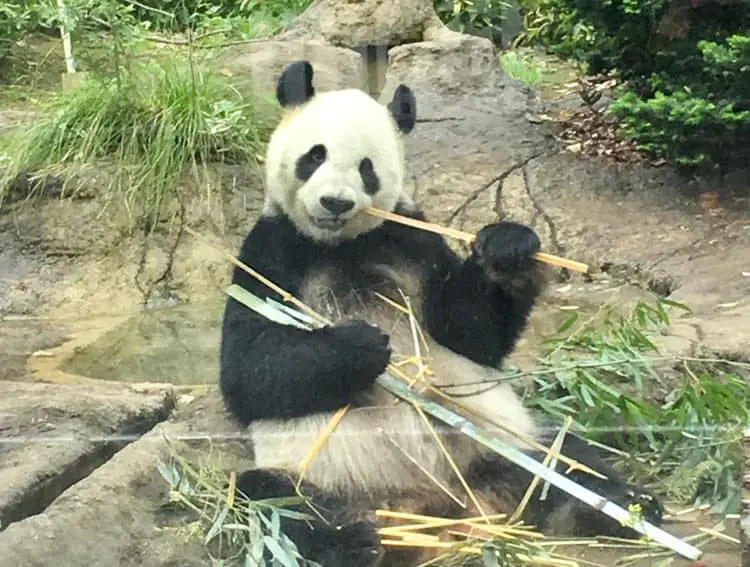 Giant Panda at Ueno Zoo 