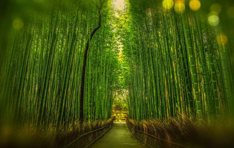 Ashiyama Bamboo Grove
