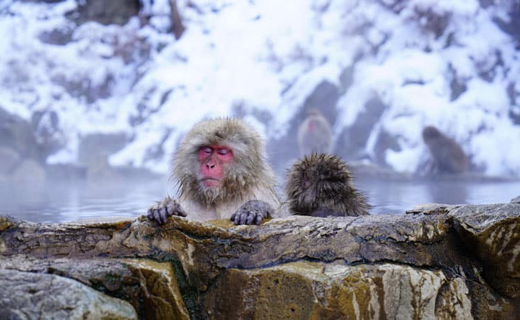 Jigokudani Monkey Park