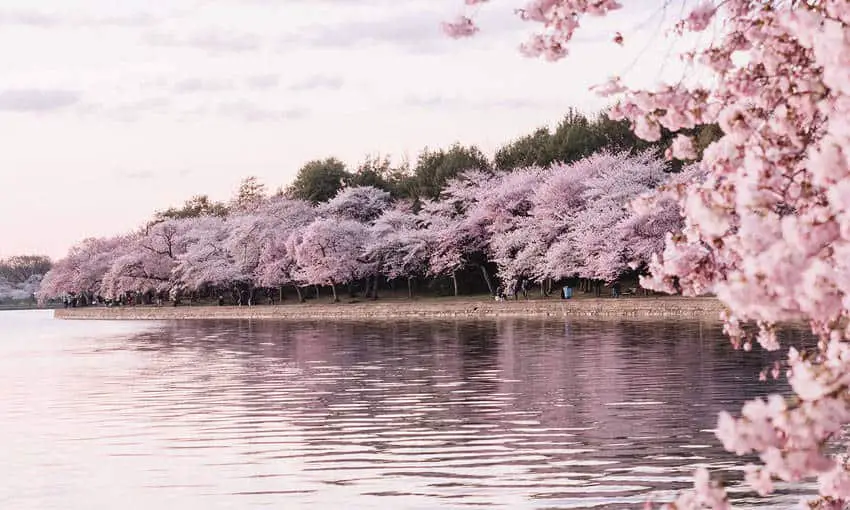 What Does Sakura Really Mean in Japanese?