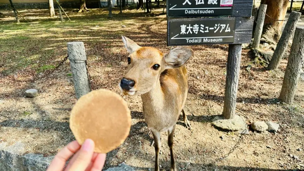 Is Nara Worth Visiting?