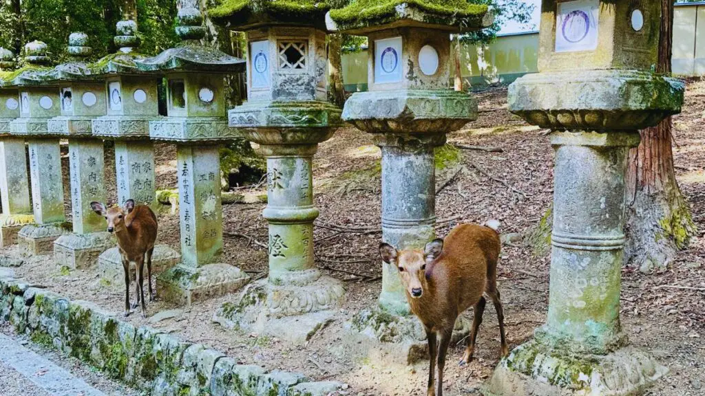 Is it Better to go to Nara or Kobe on a Day Trip?