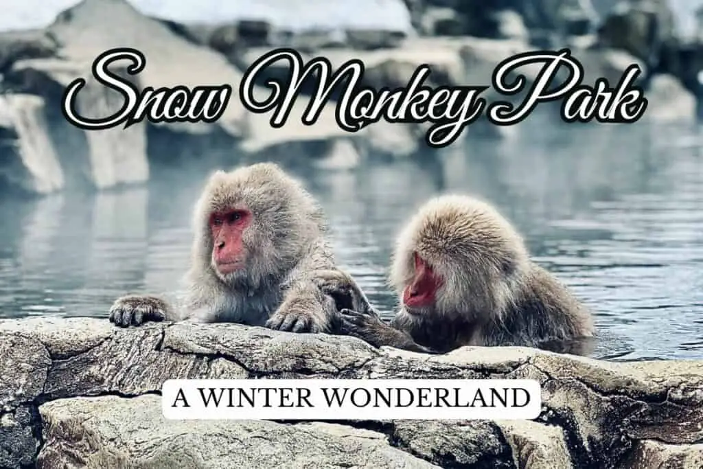 Snow Monkey Park in Nagano